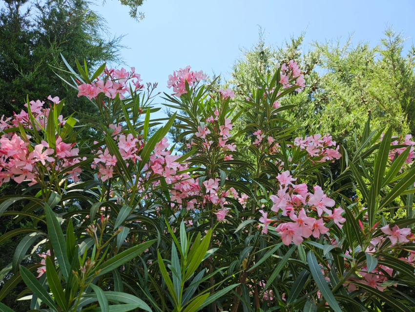 Погода в Новороссийске: изнуряющая жара и ни намёка на дождь