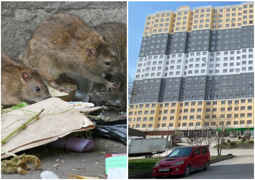 Крысы продолжают терроризировать новороссийцев в ЖК «Семейный"