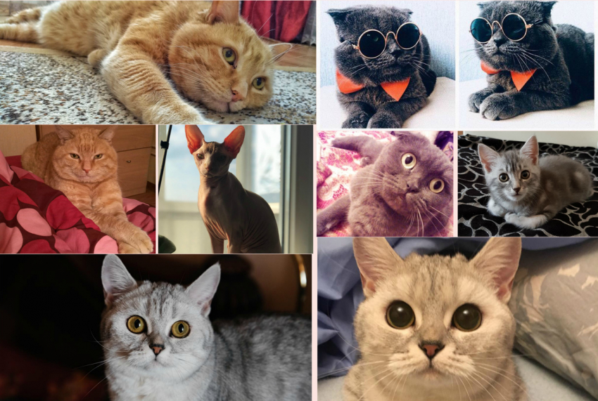 В конкурсе участвуют самые красивые коты Новороссийска