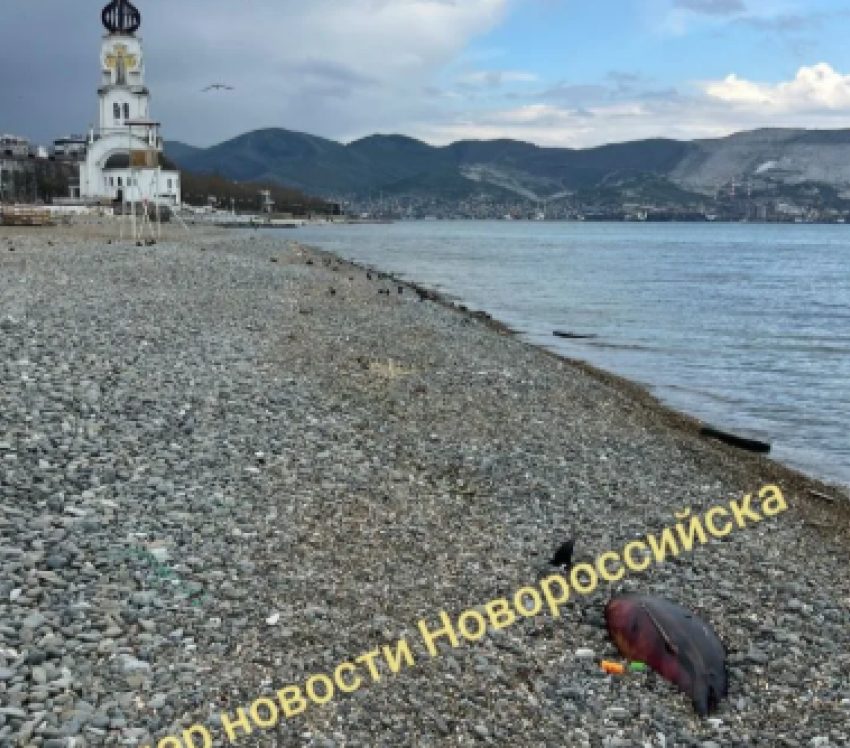 Мертвые дельфины вновь в Новороссийске, а в Анапе откроют госпиталь для китообразных