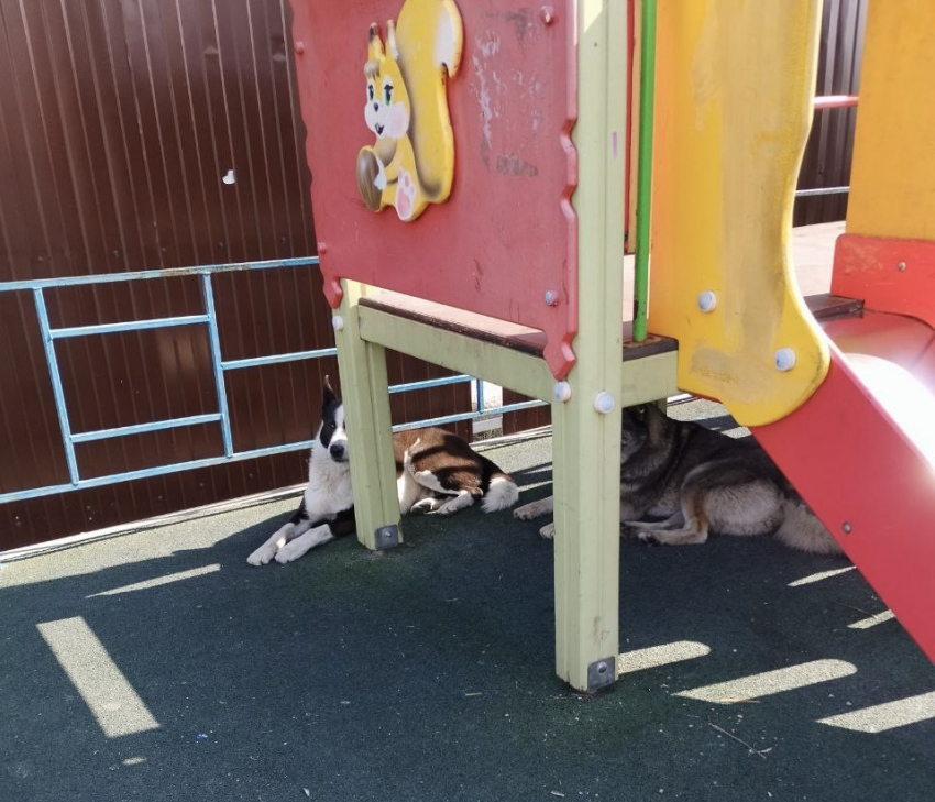 Бродячих собак отловили с территории детской площадки возле ДК «Мысхако» 