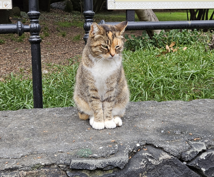 Не просто покормить: 5 шагов, чтобы бездомных животных в Новороссийске стало меньше 