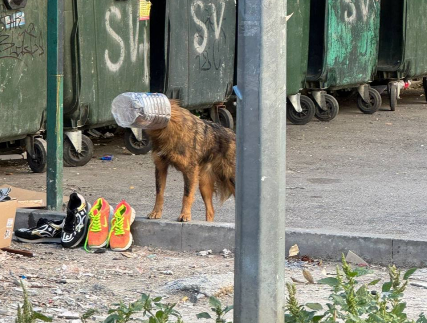 Собака с бутылкой на морде несколько дней бегает по Новороссийску
