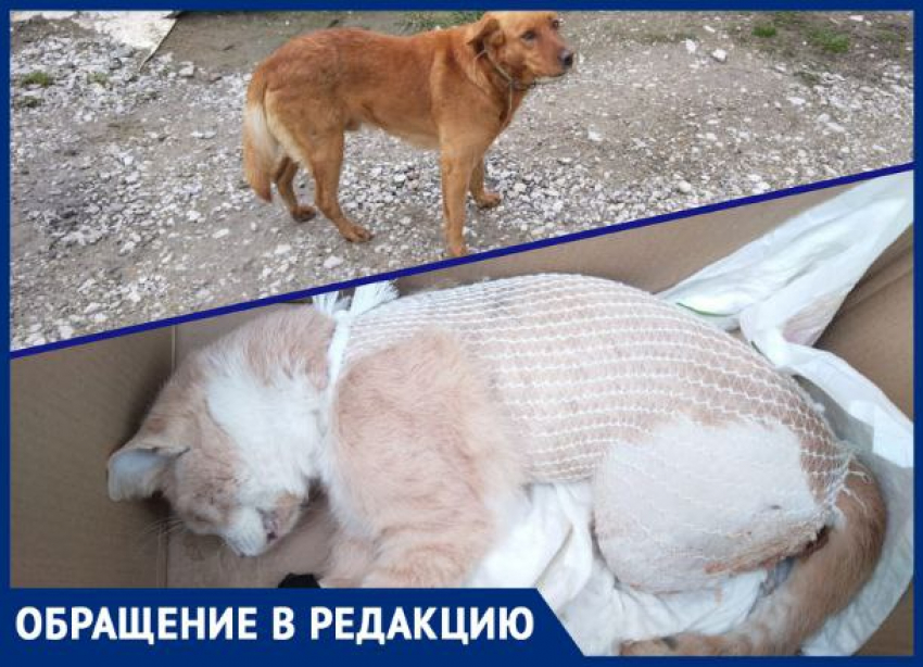 Под Новороссийском домашний пёс на самовыгуле задрал кота