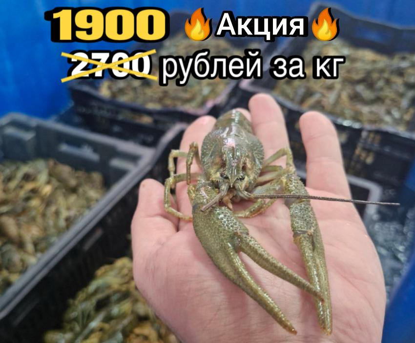 ТОВАР ДНЯ! Раки XXL – для тех, кто задумал объестся ракообразными в Новороссийске до отвала