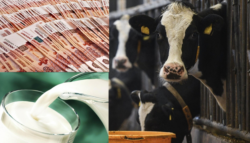 Правительство поддержит новороссийских «молочников», овцеводов и селекционеров