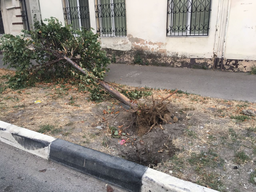 Подотчетное дерево уже несколько дней лежит корнями вверх в  центре Новороссйска