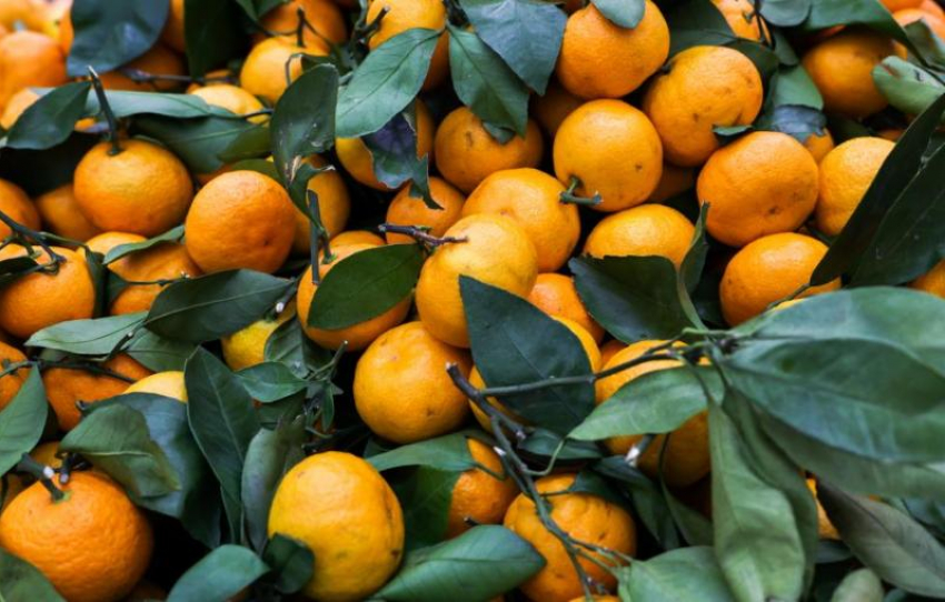 В порту Новороссийска задержали турецкие мандарины: опасный вредитель атакует фрукты