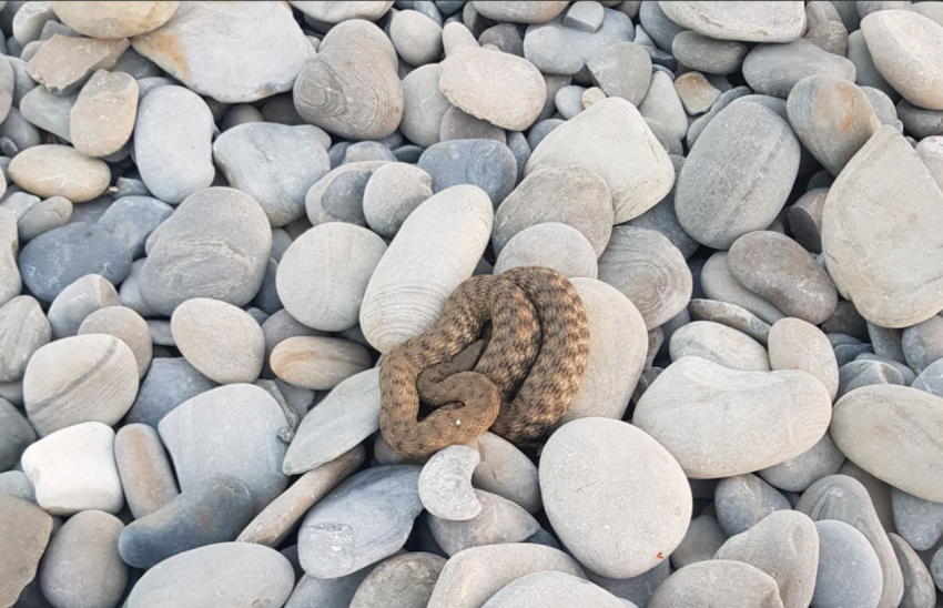"Не заплатила за лежак": на пляже Новороссийска спасатели обнаружили змею