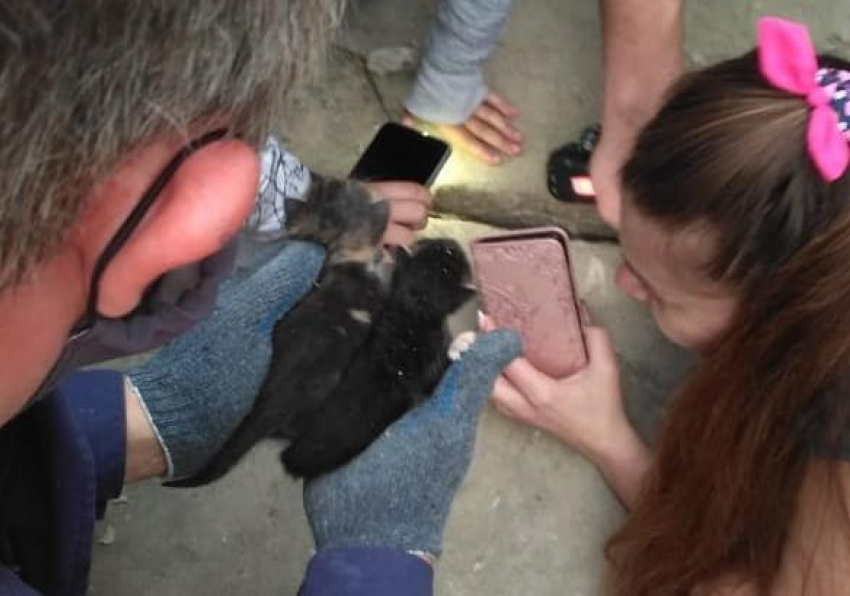 Новороссийские спасатели достали новорожденных котят из теплотрассы 