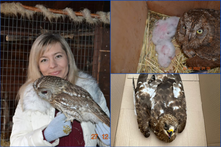137 птиц, два зайца и две белки выходила Наталья Колесникова из Новороссийска