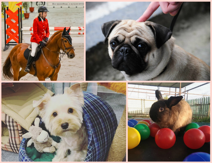 Кони vs кролики vs собачки. Кто станет лучшим питомцем?