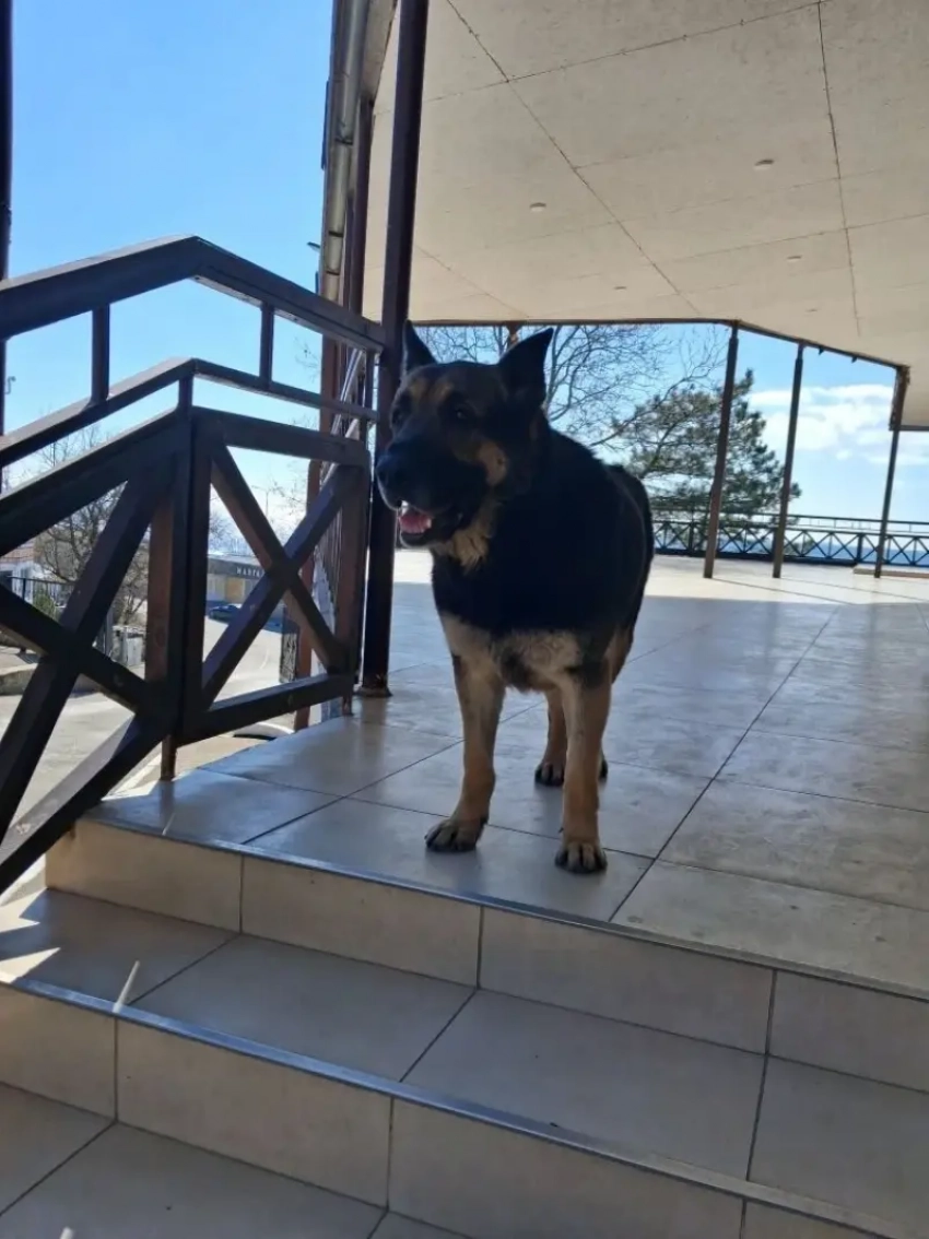 Даже псу понятно, как действовать при вое сирен в Новороссийске 