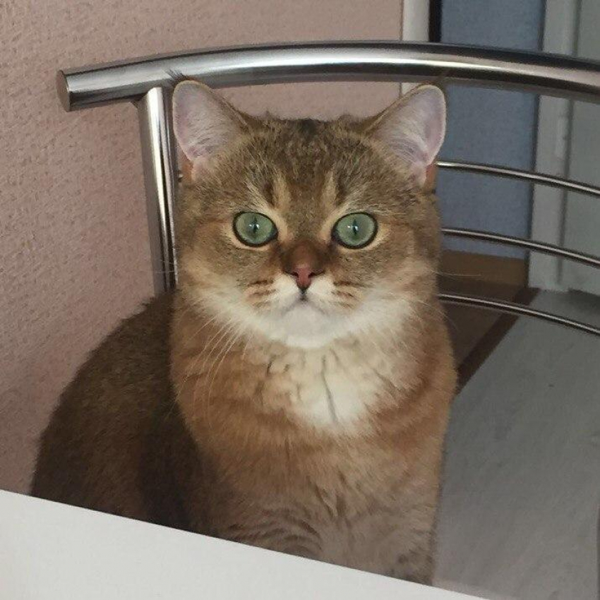 Лакки - счастливчик в конкурсе «Самый красивый кот-2018"