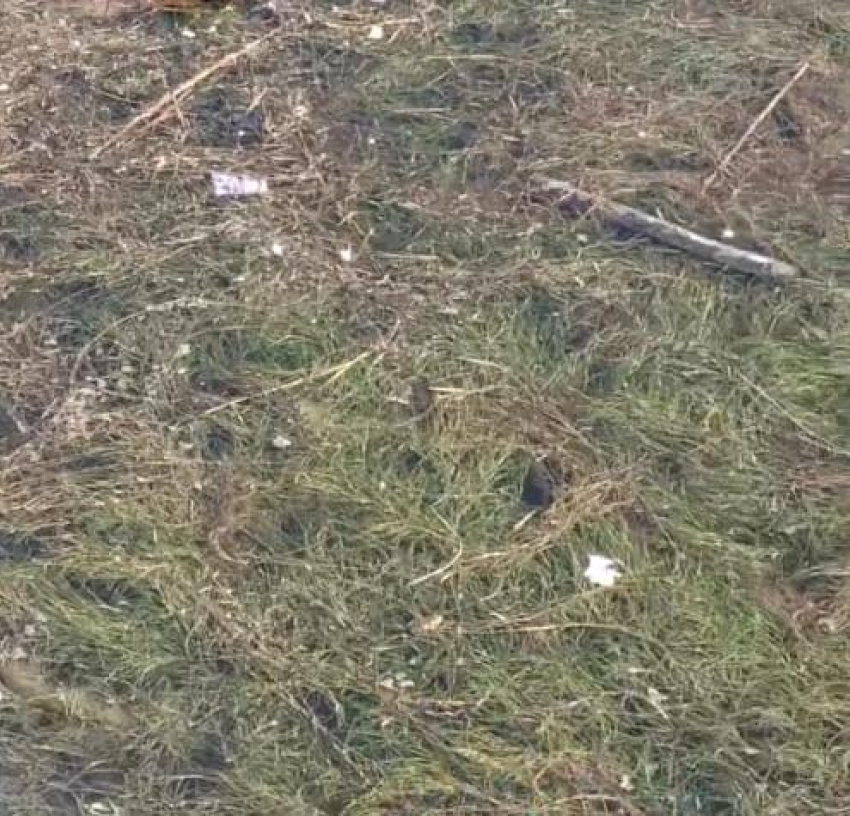 Суджукская лагуна утопает в мусоре: когда наведут порядок в ООПТ