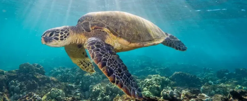 Неожиданный гость Черного моря: тропическую черепаху заметили у берега Туапсе