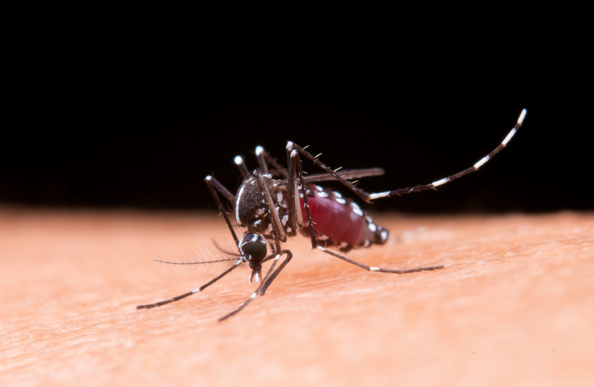 Из-за глобального потепления в Новороссийске может появиться еще больше смертельно опасных комаров