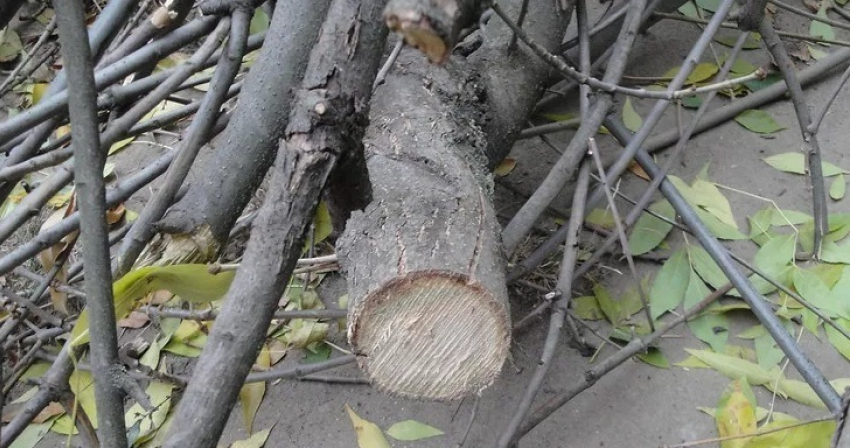 В центре Новороссийска вырубили четыре дерева, стоимость  которых равна цене дорогого автомобиля