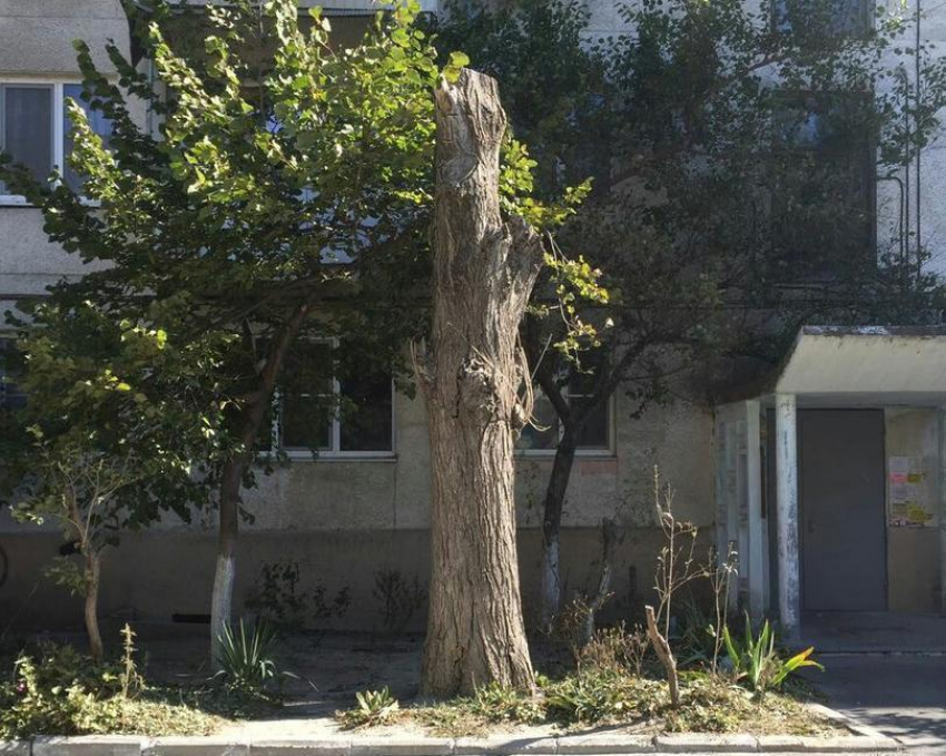 Больше полугода не могут спилить аварийное дерево в Центральном районе Новороссийска