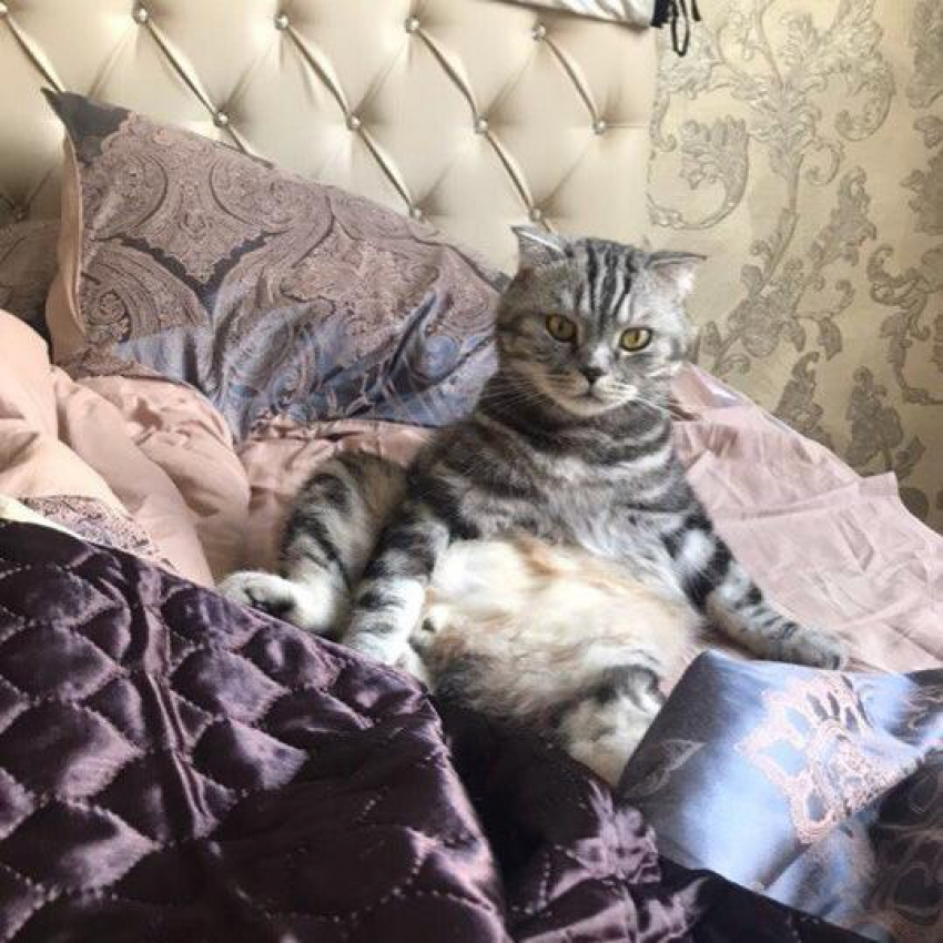 Альфред - вредный и самолюбивый  в конкурсе «Самый красивый кот-2018"