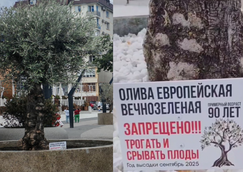 "Они несъедобные!": людей просят на рвать оливки на набережной в Новороссийске