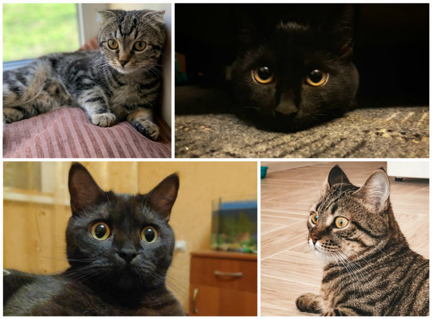 Поспешите выиграть огромную корзину подарков для своего любимца