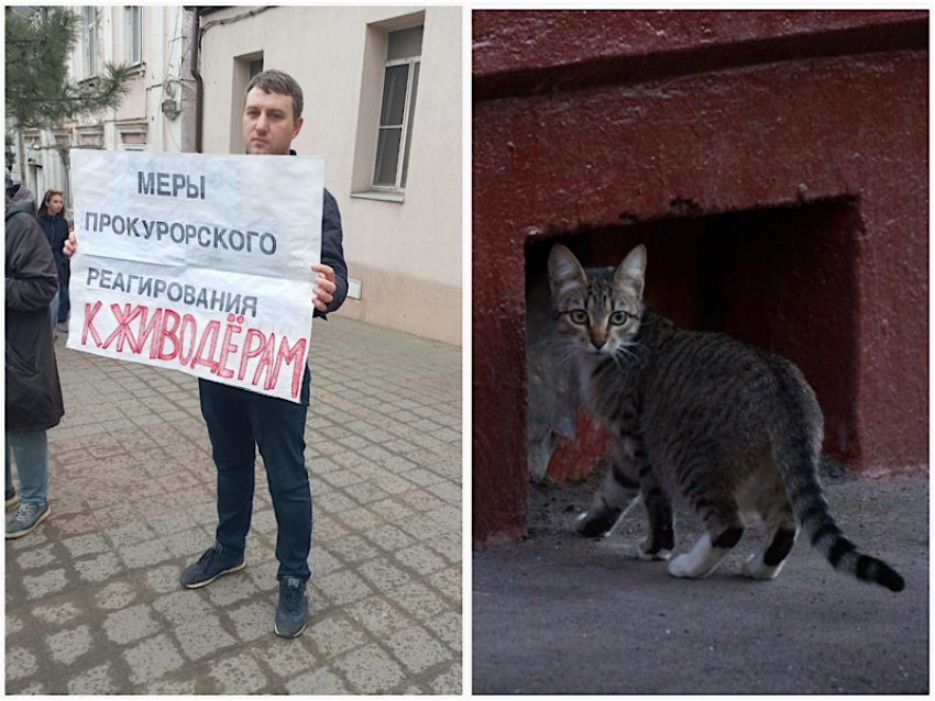 Новороссийцы вышли на пикет с призывом открыть подвал, где могли замуровать кошек 