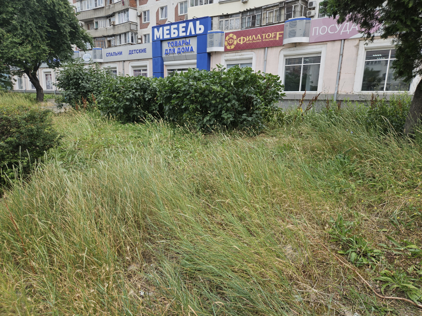 «Обратите внимание на эти джунгли!», - улица в Новороссийске поросла травой 