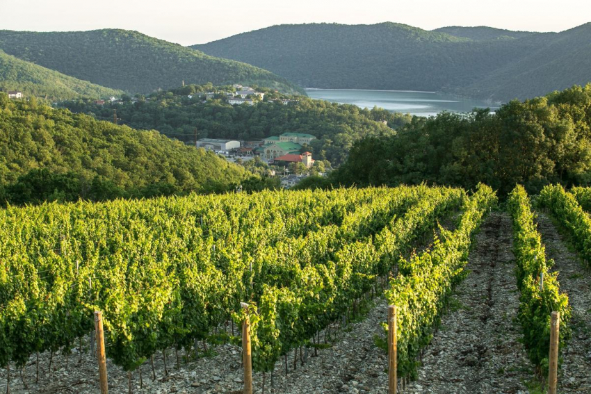 Губернатор Кубани предложил закрепить в законе статус виноградопригодных земель