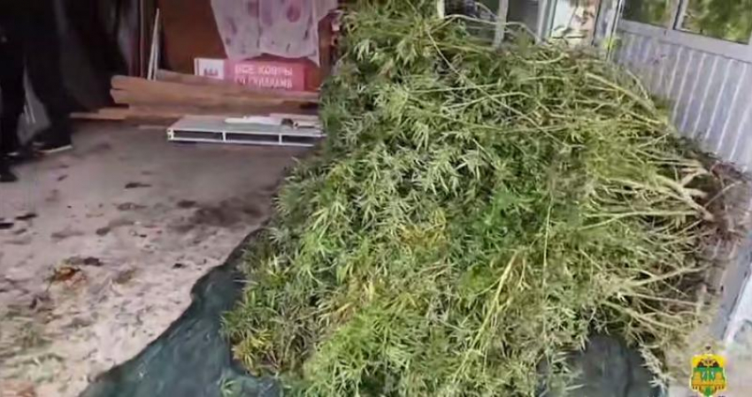 Наркофермер из Краснодарского края вырастил полсотни кустов конопли возле дома
