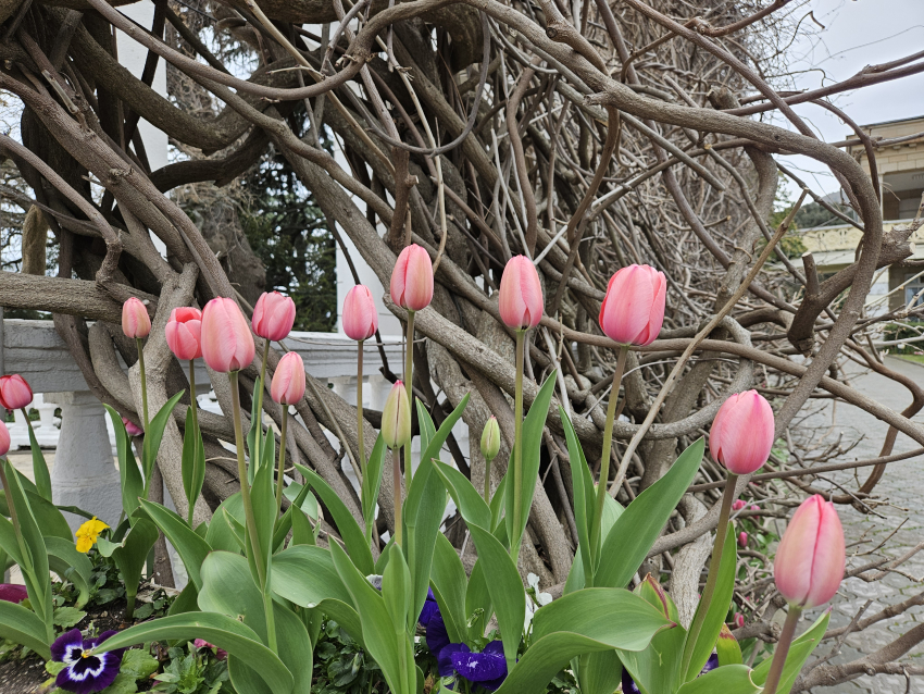 Погода в Новороссийске: в Международный женский день выглянет солнышко 