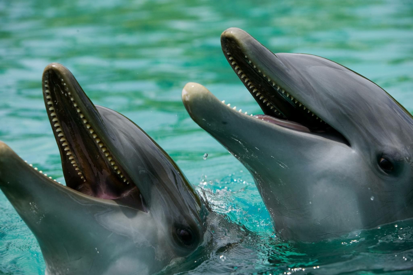 Почему опасно подплывать к дельфинам на пляжах Новороссийска