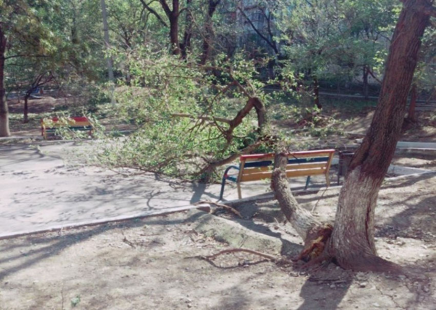 Поваленные деревья до сих пор напоминают об ураганном ветре в Новороссийске