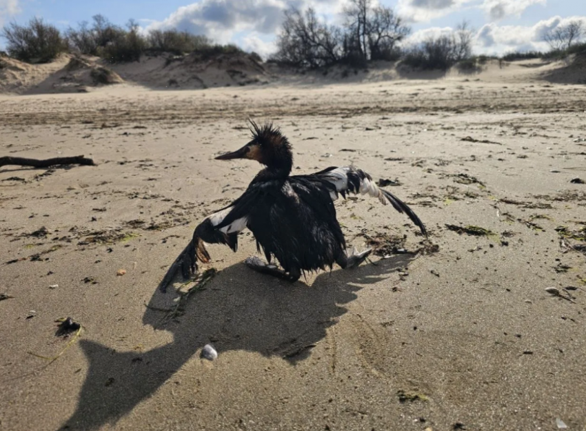 Мазут вновь добрался до Анапы: жителям страшно ехать на море