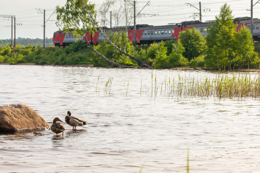 В Новороссийск, Адлер и Анапу летом запустят 11 поездов с Севера — откуда ждать гостей новороссийцам