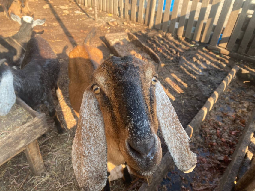 Гороскоп от «Блокнота»: Львам мечтать не вредно, а Козерогам пора отдохнуть