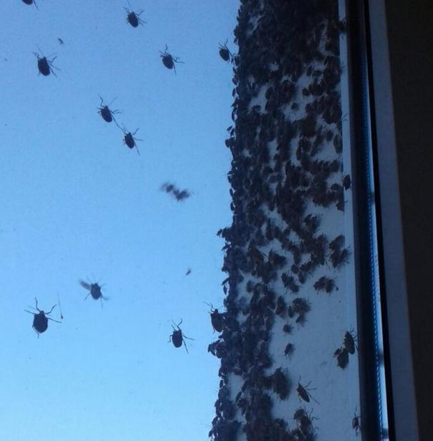 Тысячи насекомых лишились дома и атаковали новороссийцев 