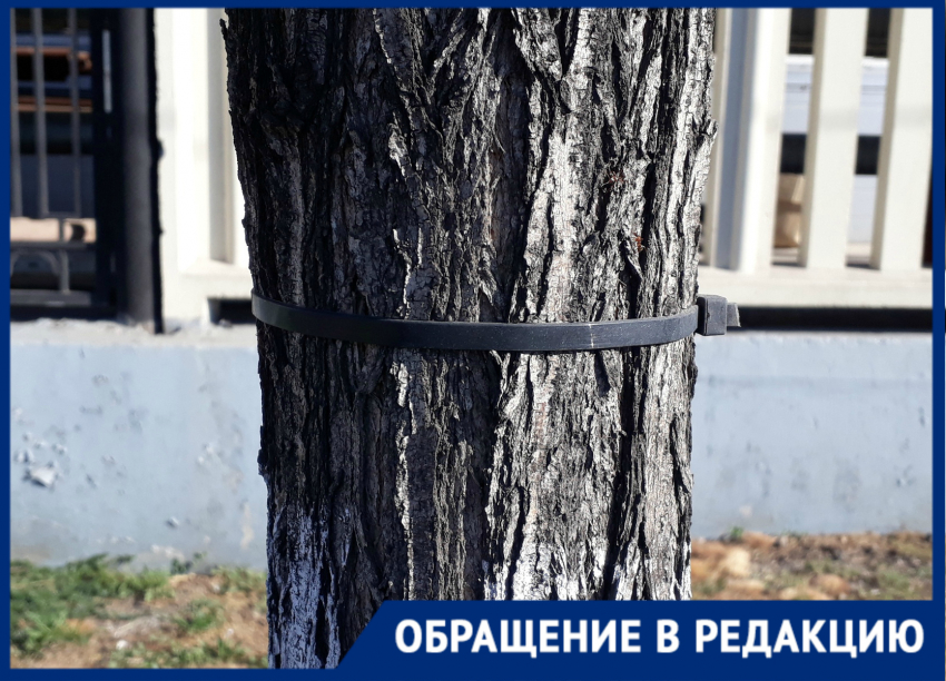 Новороссийцы уверены: деревья убивают всеми доступными способами