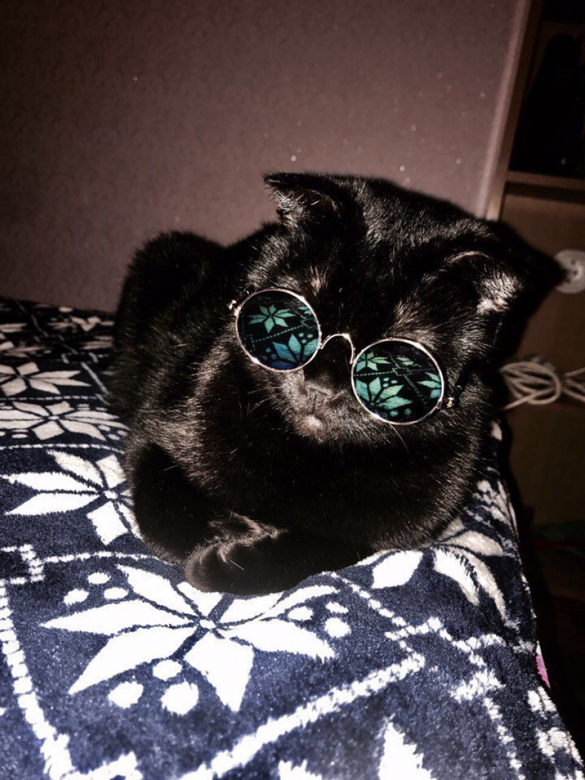 Милана - Black star звезда в конкурсе «Самый красивый кот-2018"