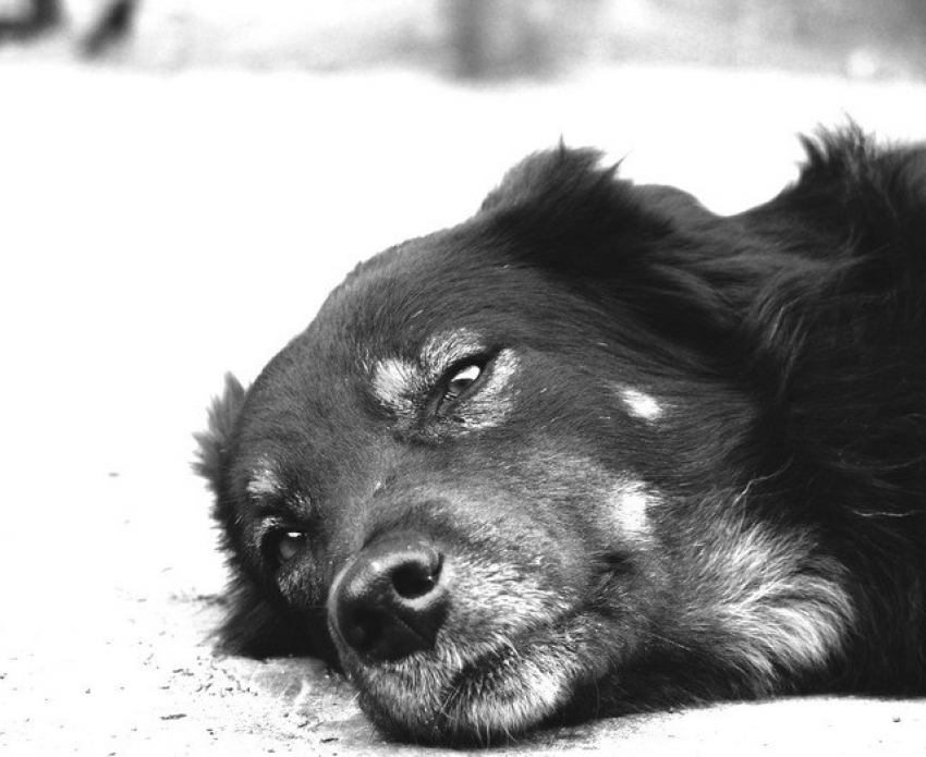 «Они умирают в муках»: о массовой гибели собак в Новороссийске 