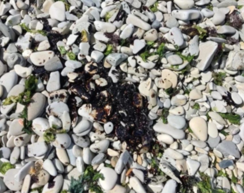 Пятна, похожие на мазут, обнаружены в Новороссийске: норма или причина для паники?