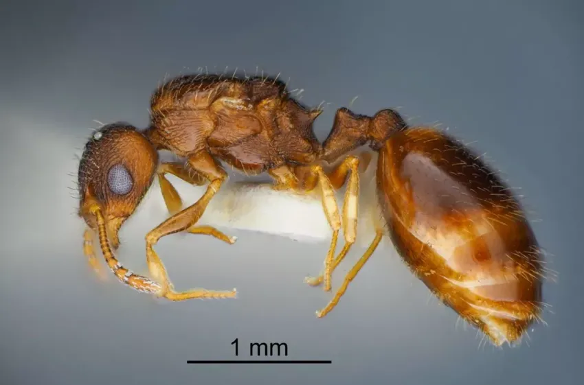 Опасно или нет: малоизученных муравьёв Temnothorax brauneri нашли в Краснодарском крае