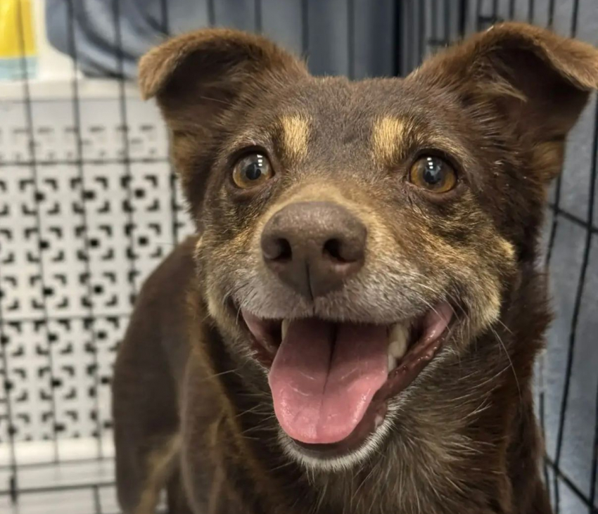 Друг вдруг оказался не нужен: собака из Новороссийска ждёт в ветклинике хозяина