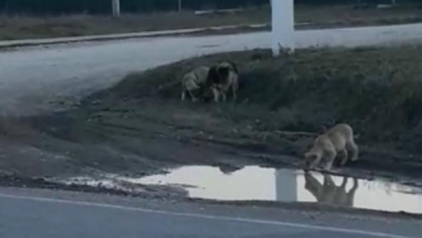 Собак под Новороссийском не стало меньше 