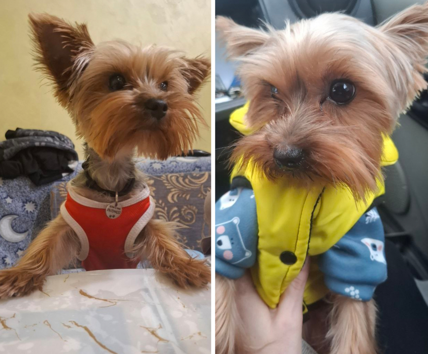  Новороссийцев просят помочь найти Микки: дома его ждут 