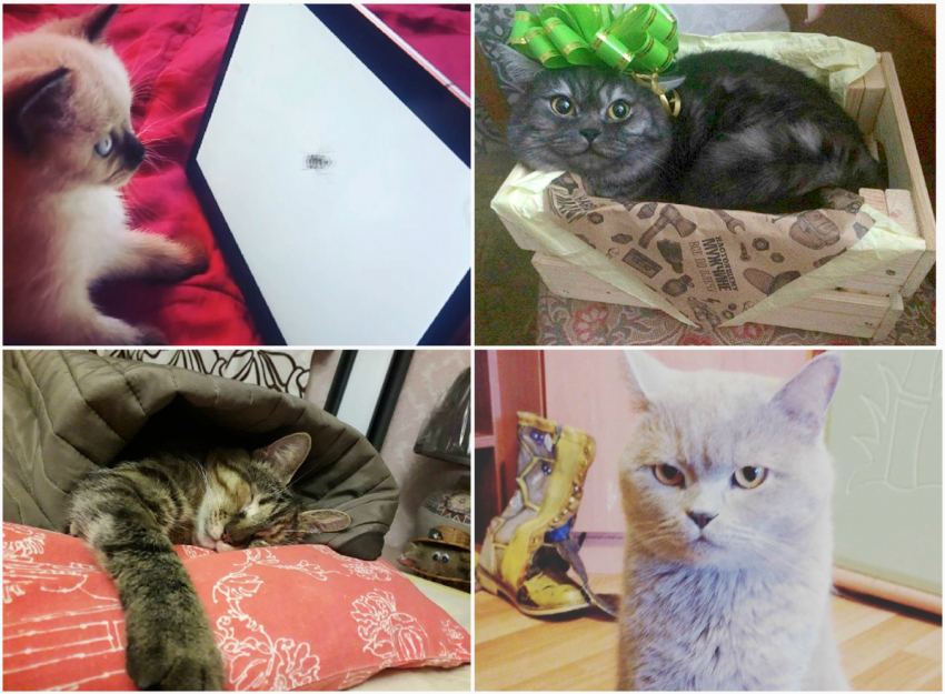 Десятки мурчащих красавцев борются за звание «Самого красивого кота Новороссийска"