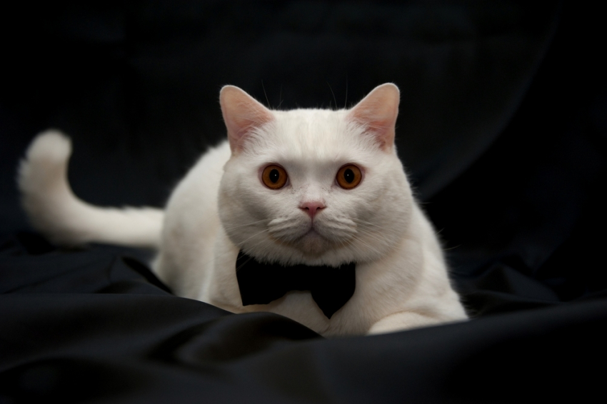 Вальмонт - вальяжный король в конкурсе «Самый красивый кот-2018"