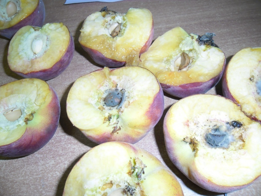 В порту Новороссийска были обнаружены зараженные персики