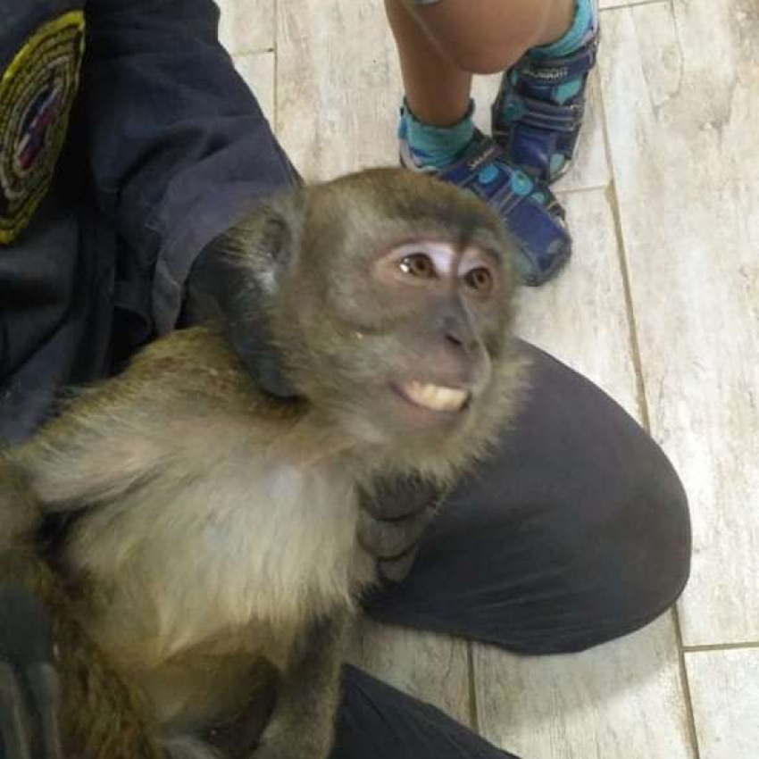 Спасатели Новороссийска поймали очередную сбежавшую обезьяну