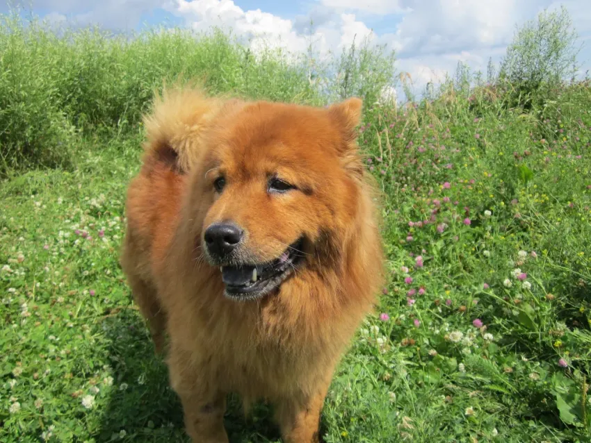 В Новороссийске пройдёт каникросс: жители побегут в паре с собаками «в одной упряжке»